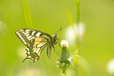 ND5_3270F koninginnenpage (Papilio machaon, Old world swallowtail).jpg