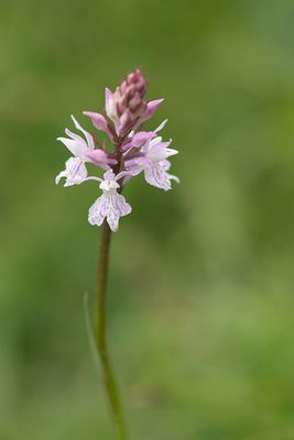 ND5_2234F bosorchis (Dactylorhiza fuchsii, Common spotted orchid).jpg
