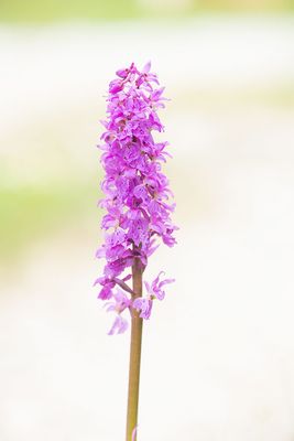 ND5_2249F mannetjesorchis (Orchis mascula, Early-purple orchid)????.jpg