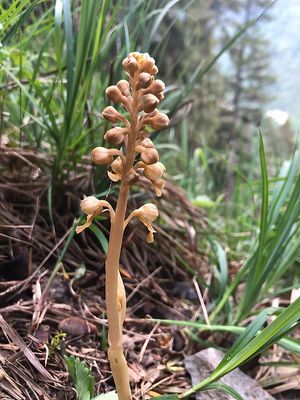 thumb_3826F vogelnestje (Neottia nidus-avis, Bird's-nest orchid).jpg