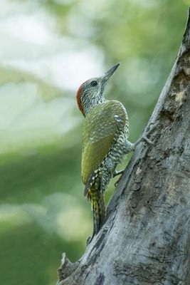 ND5_5145F groene specht (Picus viridis, Green Woodpecker) juv..jpg