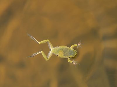 ND5_6564F boomkikker zwemmend (Hyla arborea, European Treefrog swimming).jpg