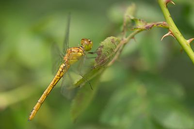 ND5_7579F zuidelijke heidelibel ♀ (Sympetrum meridionale, Southern darter).jpg