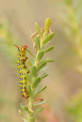 ND5_8126F rups wolfsmelkpijlstaart (Hyles euphorbiae, Spurge hawk-moth).jpg