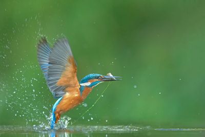 ND5_8758F ijsvogel (Alcedo atthis, Kingfisher).jpg