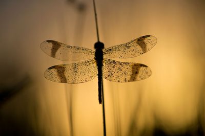 Libellen en Juffers/Dragonflies and Damselflies