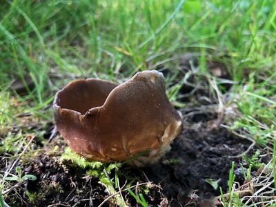 Paddenstoelen en Korstmossen/Mushrooms and Lichen 