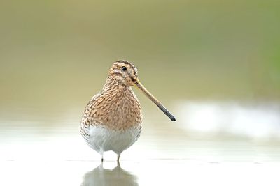 ND5_3673F watersnip (Gallinago gallinago, Common Snipe).jpg