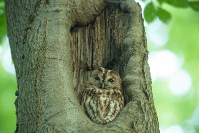 ND5_1940F bosuil (Strix aluco, Tawny owl or Brown owl).jpg
