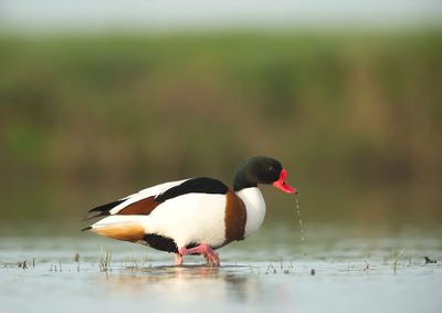 D4S_2170F bergeend (Tadorna tadorna, Shelduck).jpg