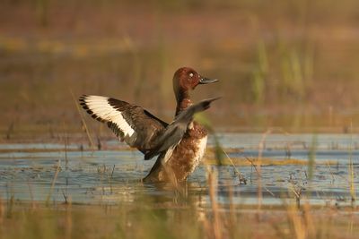 ND5_3881F witoogeend (Aythya nyroca, Ferruginous duck).jpg