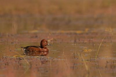 ND5_3965F witoogeend (Aythya nyroca, Ferruginous duck).jpg