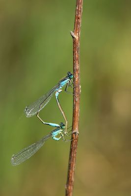 ND5_4091F paringswiel lantaarntje (Ischnura elegans, Blue-tailed Damselfly).jpg