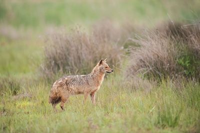 ND5_6610F goudjakhals of gewone jakhals (Canis aureus, Golden jackal).jpg