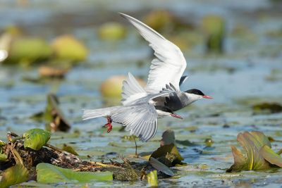 ND5_5698F witwangstern (Chlidonias hybrida, Whiskered Tern).jpg