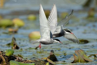 ND5_5699F witwangstern (Chlidonias hybrida, Whiskered Tern).jpg