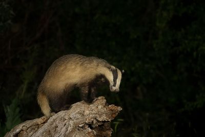 ND5_6113F das (Meles meles, Badger).jpg