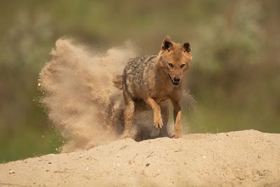 ND5_4490F goudjakhals of gewone jakhals (Canis aureus, Golden jackal).jpg
