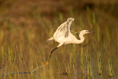 ND5_3695F kleine zilverreiger (Egretta garzetta, Little Egret).jpg