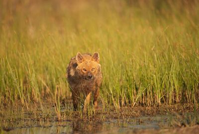 ND5_3795F goudjakhals of gewone jakhals (Canis aureus, Golden jackal).jpg