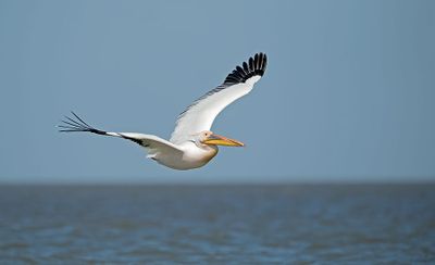 ND5_7228F roze pelikaan (Pelecanus onocrotalus / Great White Pelican).jpg