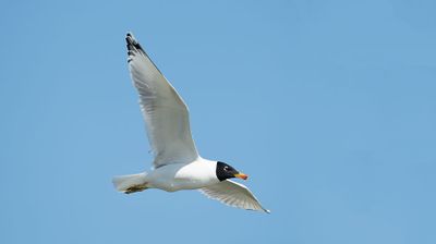 ND5_7244F reuzenzwartkopmeeuw (Ichthyaetus ichthyaetus, Pallas's gull).jpg