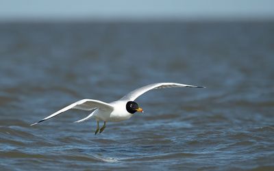 ND5_7097F reuzenzwartkopmeeuw (Ichthyaetus ichthyaetus, Pallas's gull).jpg