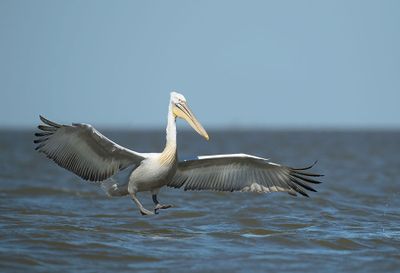 ND5_7061F kroeskoppelikaan (Pelecanus crispus, Dalmatian Pelican).jpg