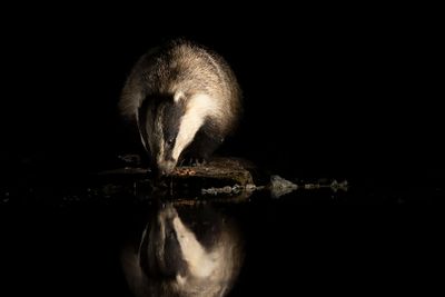 ND5_4744F das (Meles meles, Badger).jpg