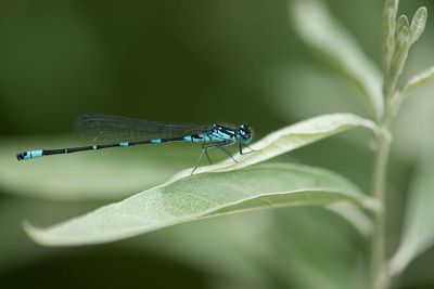 ND5_6253F variabele waterjuffer (Coenagrion pulchellum, Variable damselfly or Variable bluet).jpg