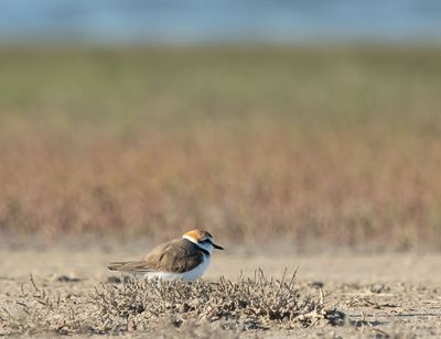 ND5_6963F strandplevier (Anarhynchus alexandrinus, Kentish plover).jpg