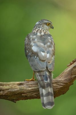 ND5_8808F sperwer (Accipiter nisus, Eurasian Sparrowhawk).jpg