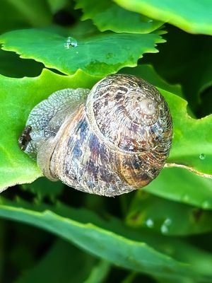 thumb_42b7F segrijnslak (Cornu aspersum, Garden snail).jpg
