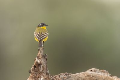 ND5_6628F gele kwikstaart (Motacilla flava, Black-headed wagtail).jpg