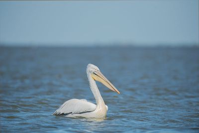 ND5_7012F kroeskoppelikaan (Pelecanus crispus, Dalmatian Pelican).jpg