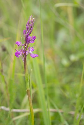ND5_6437F grote rietorchis (Dactylorhiza elata, Robust marsh orchid).jpg