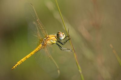 ND5_9655F zwervende heidelibel (Sympetrum fonscolombii, Red-veined Darter).jpg