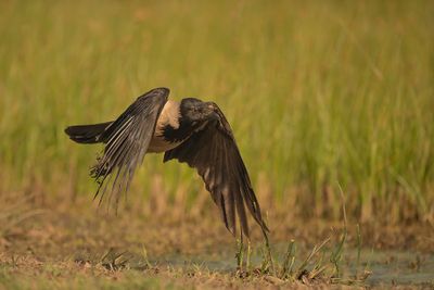 ND5_3970F bonte kraai (Corvus cornix, Hooded crow).jpg