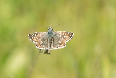 ND5_4066F Bretons spikkeldikkopje (Pyrgus armoricanus, Oberthür's Grizzled Skipper).jpg