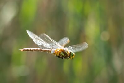 ND5_4516F vroege glazenmaker (Aeshna isoceles, Green-eyed hawker).jpg