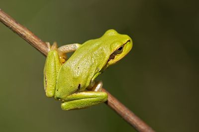 ND5_5922F Oostelijke boomkikker (Hyla orientalis, Eastern tree frog).jpg