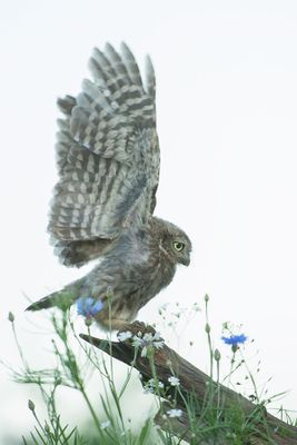 ND5_0320F juveniele steenuil (Athene noctua, Little Owl).jpg