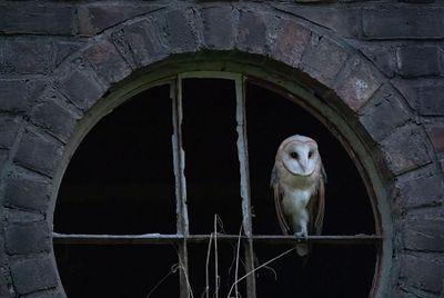 ND5_0842F kerkuil (Tyto alba, Barn owl).jpg