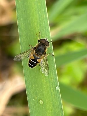 thumb_4410F puntbijvlieg (Eristalis nemorum, Stripe-faced Drone Fly).jpg