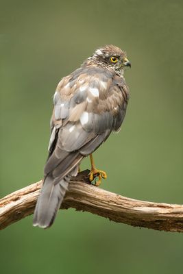 ND5_1313F sperwer (Accipiter nisus, Eurasian Sparrowhawk).jpg