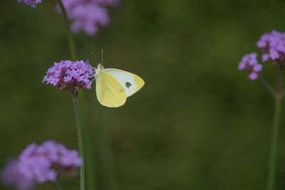 ND5_1410F scheefbloemwitje (Pieris Mannii, Southern small white).jpg