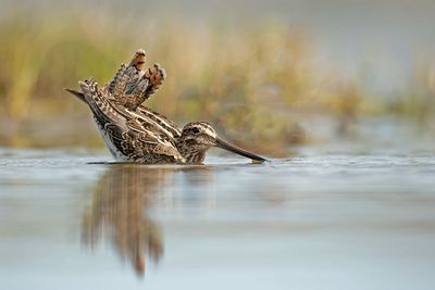 ND5_2216F watersnip (Gallinago gallinago, Common Snipe).jpg