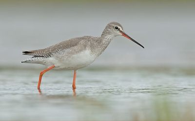 ND5_2082F zwarte ruiter (Tringa erythropus, Spotted Redshank).jpg