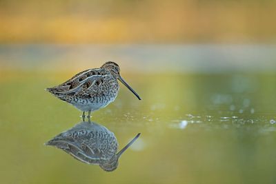 ND5_1889F watersnip (Gallinago gallinago, Common Snipe).jpg