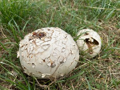 thumb_43abF lederster (Mycenastrum corium, Corkstar Puffball).jpg